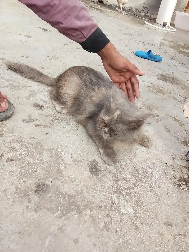 Persian cat — photo 3