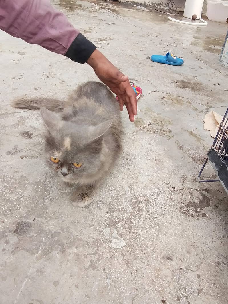Persian cat 3