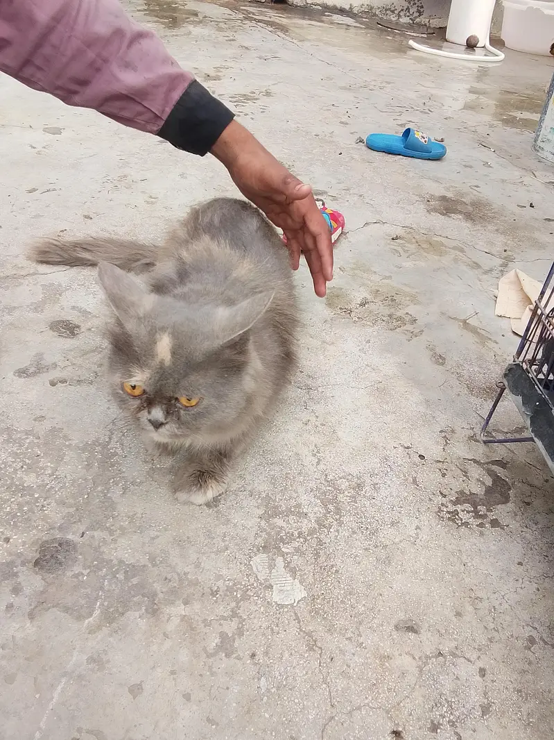 Persian cat — photo 4