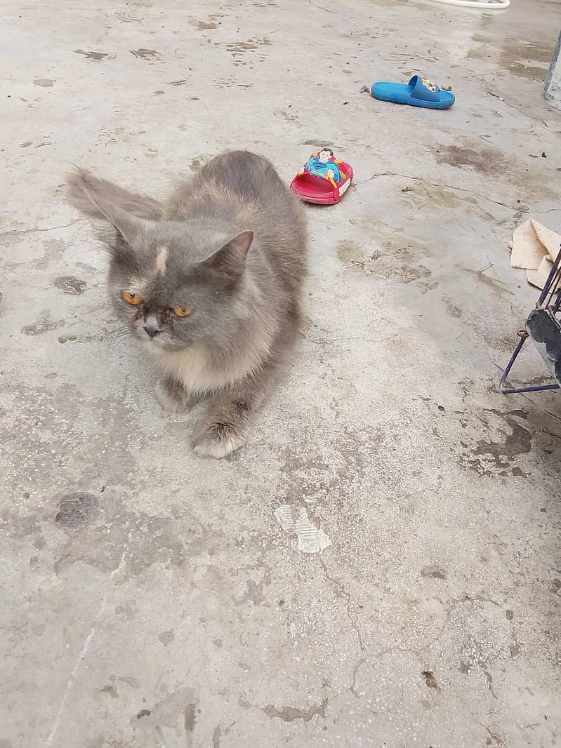 Persian cat 4