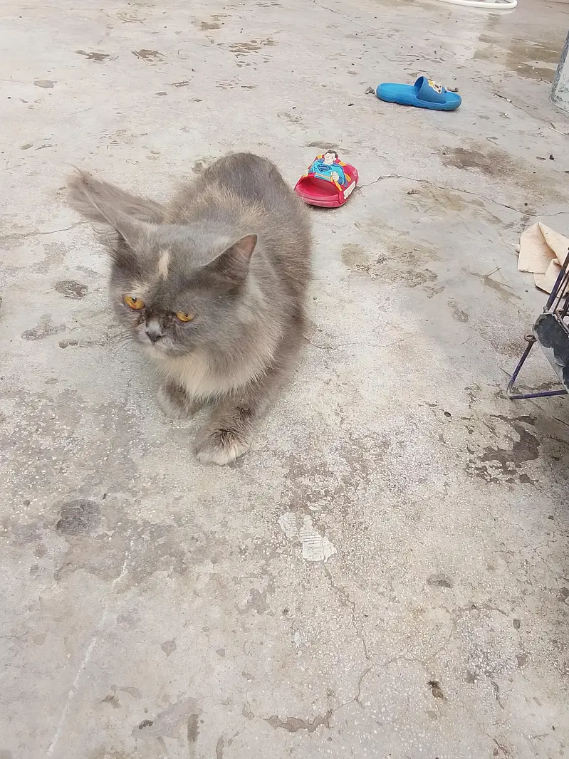 Persian cat — photo 5