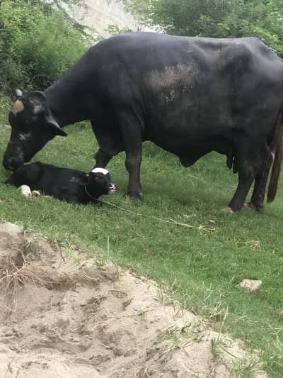 Bufflow for sale
