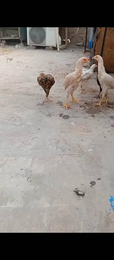 pure aseel breed