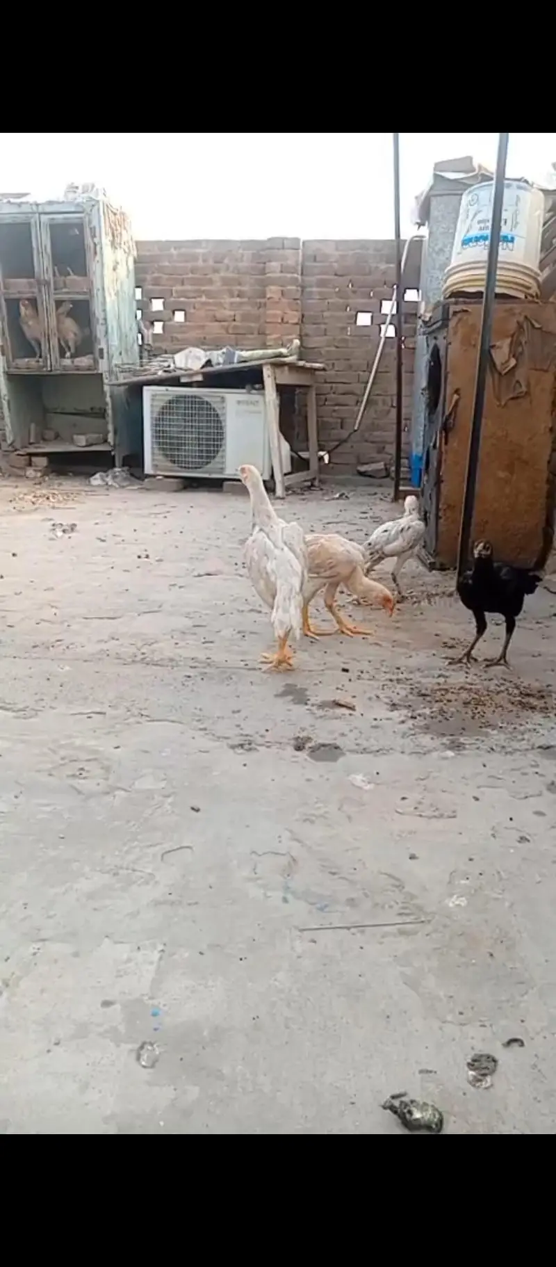 pure aseel breed — photo 2