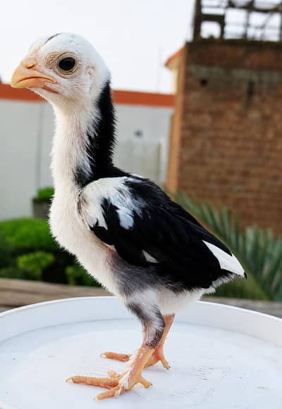 pure PARMOZ Aseel chiks