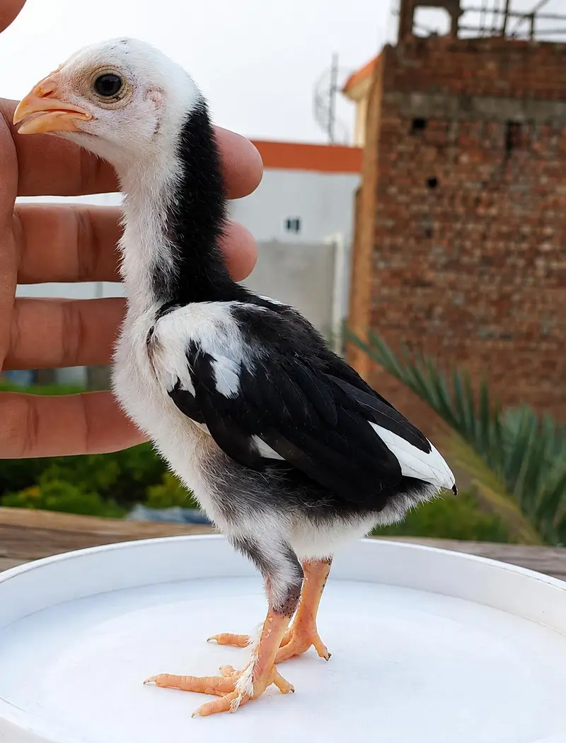 pure PARMOZ Aseel chiks — photo 2