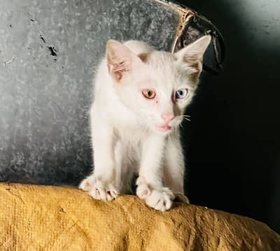 Russian cat ha bhut he peyri ha different eyes colour very beautiful