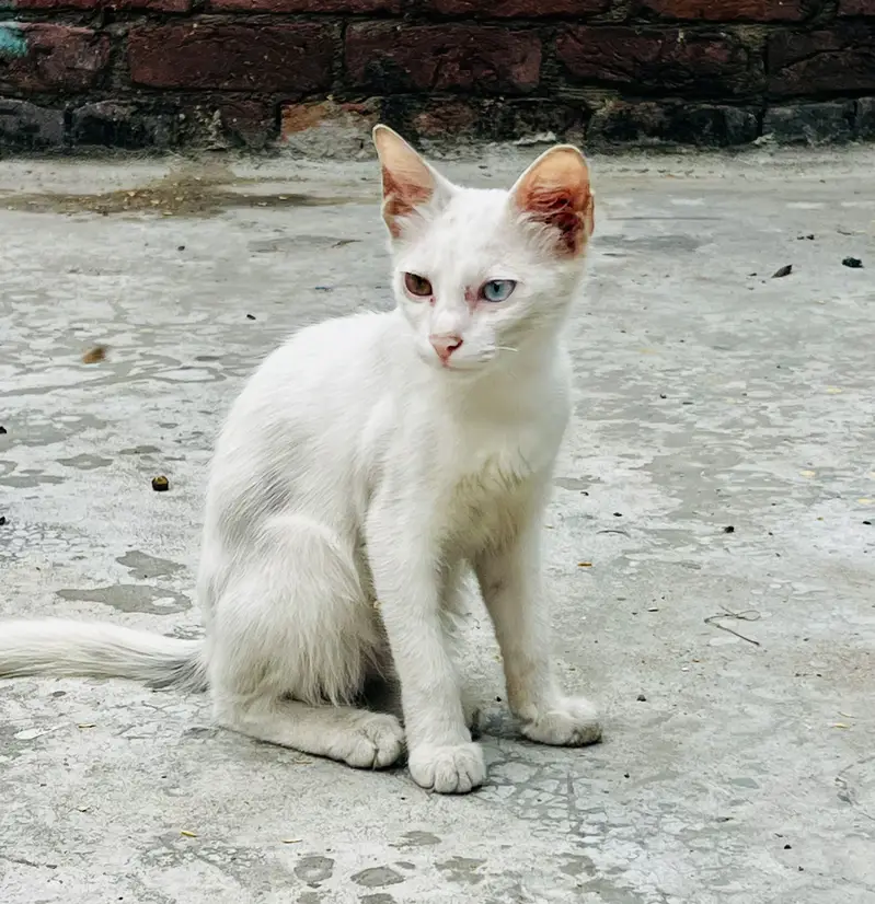 Russian cat ha bhut he peyri ha different eyes colour very beautiful — photo 2