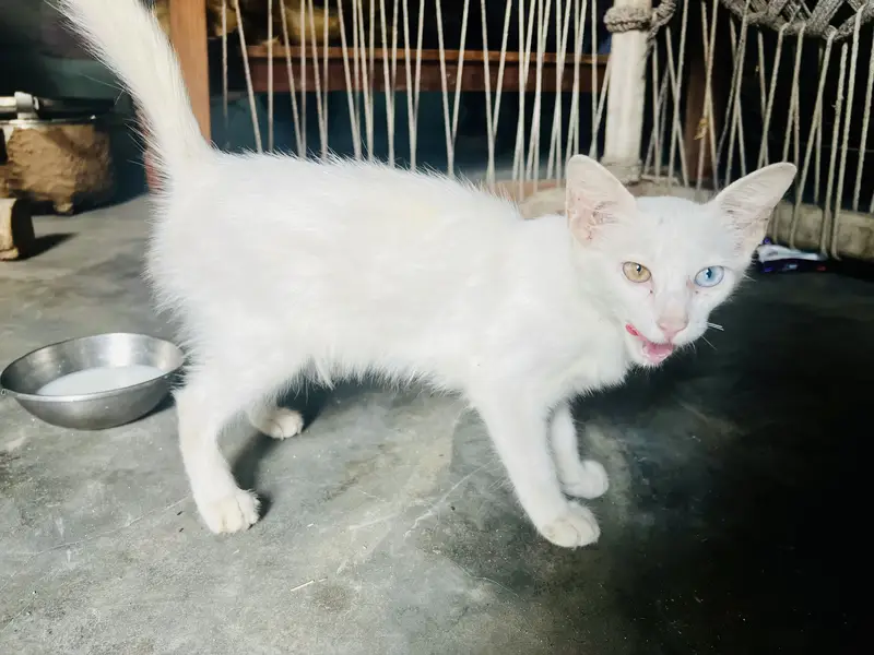 Russian cat ha bhut he peyri ha different eyes colour very beautiful — photo 3