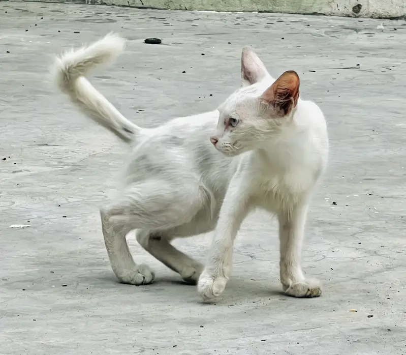 Russian cat ha bhut he peyri ha different eyes colour very beautiful — photo 4