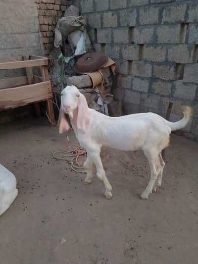 Pure Rajan puri Bakra