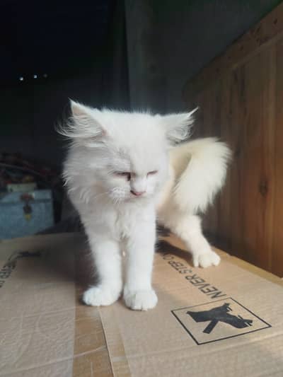 blue eyes male persian cat   2.5 month old