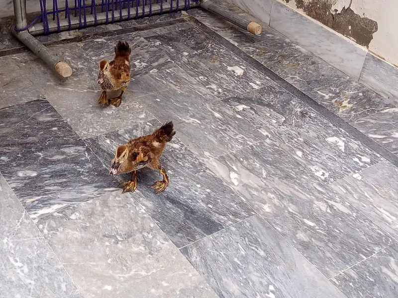 muckay duck — photo 2