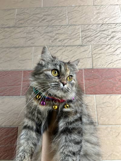 Persian female