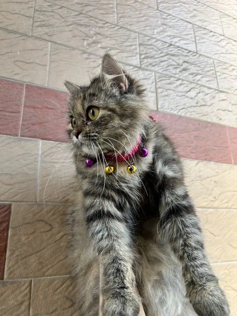 Persian female — photo 2