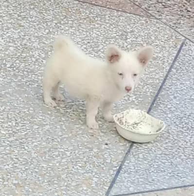 For Sale