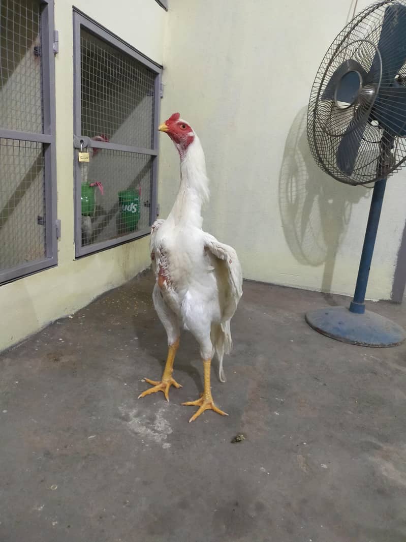 o shamo patha 3