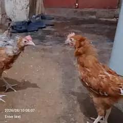 asterlop golden misri 6