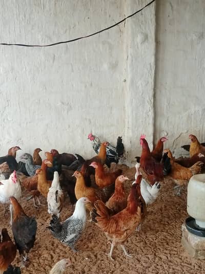 golden Misri mix Mal location taxila time pas hazrat rabta na krien
