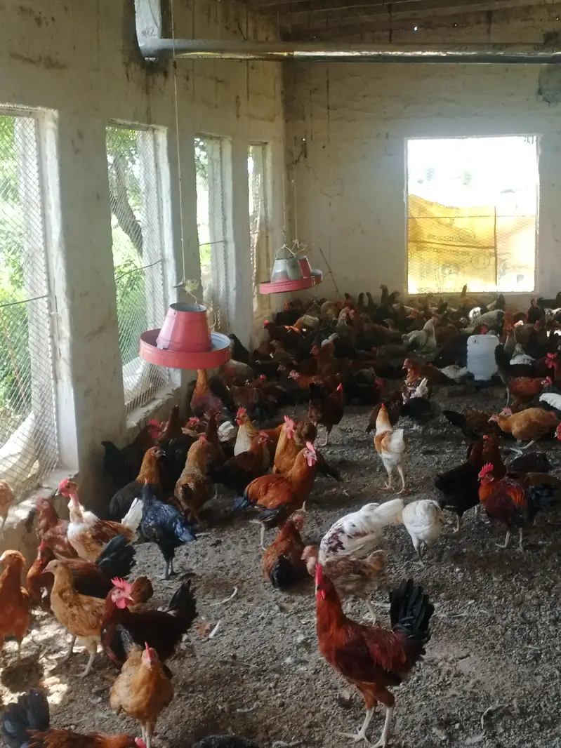 golden Misri mix Mal location taxila time pas hazrat rabta na krien — photo 2