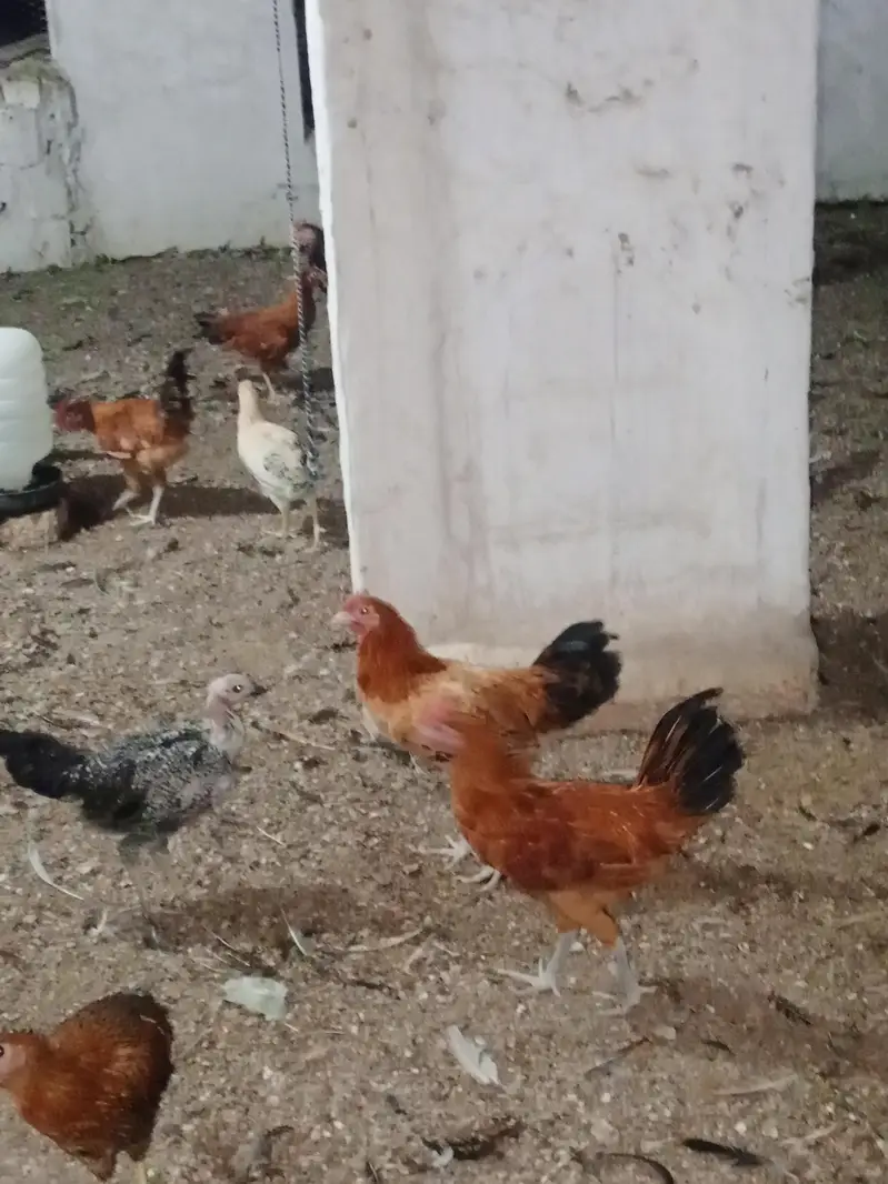 golden Misri mix Mal location taxila time pas hazrat rabta na krien — photo 3