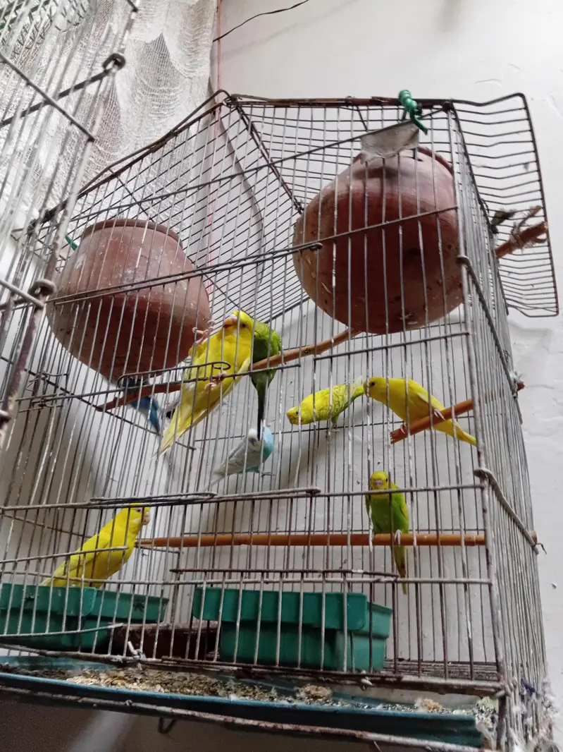 yellow white and mix colours — photo 2