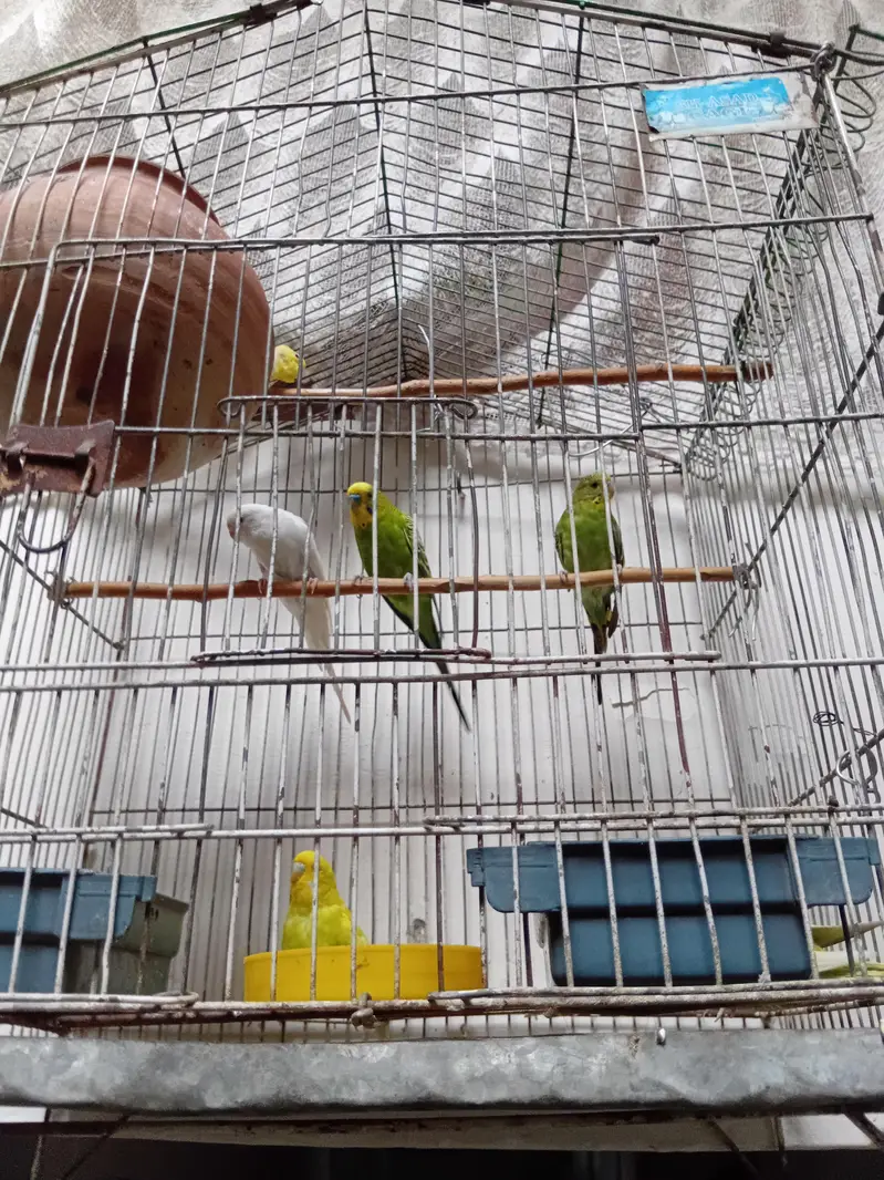 yellow white and mix colours — photo 3