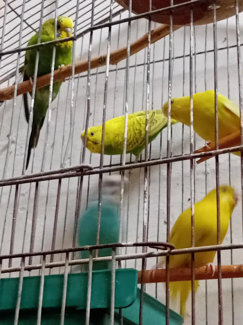 yellow white and mix colours — photo 4