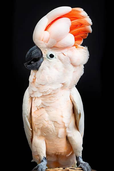 moluccan cockatoo  cango African grey blue gold  mecaow  green wing