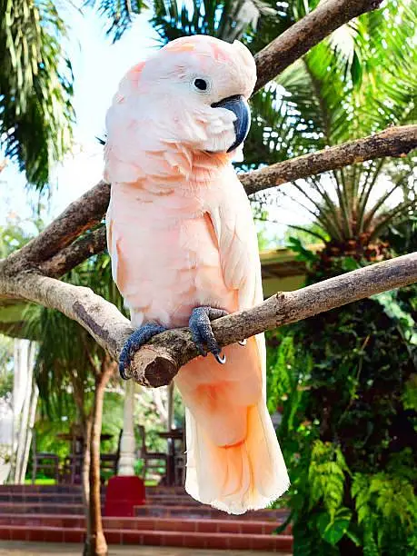 moluccan cockatoo  cango African grey blue gold  mecaow  green wing — photo 2