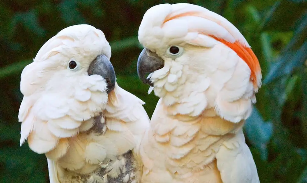 moluccan cockatoo  cango African grey blue gold  mecaow  green wing — photo 3