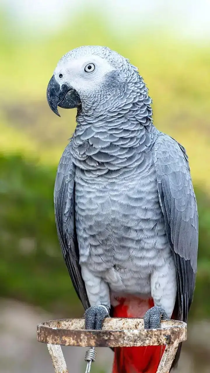 moluccan cockatoo  cango African grey blue gold  mecaow  green wing — photo 4