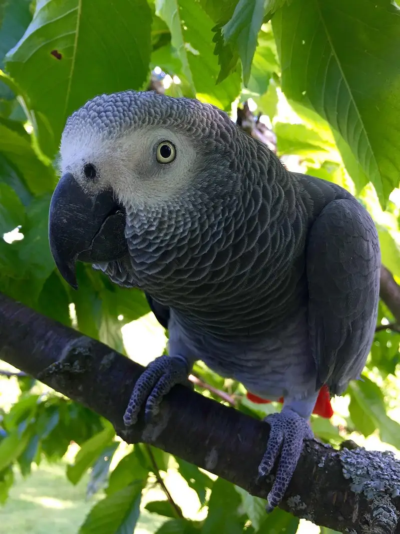 moluccan cockatoo  cango African grey blue gold  mecaow  green wing — photo 5