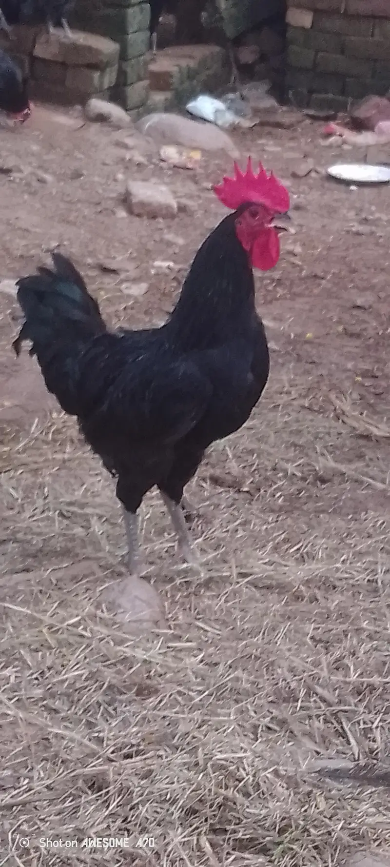 Australorp — photo 2