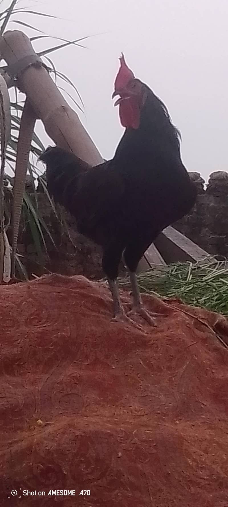 Australorp 2