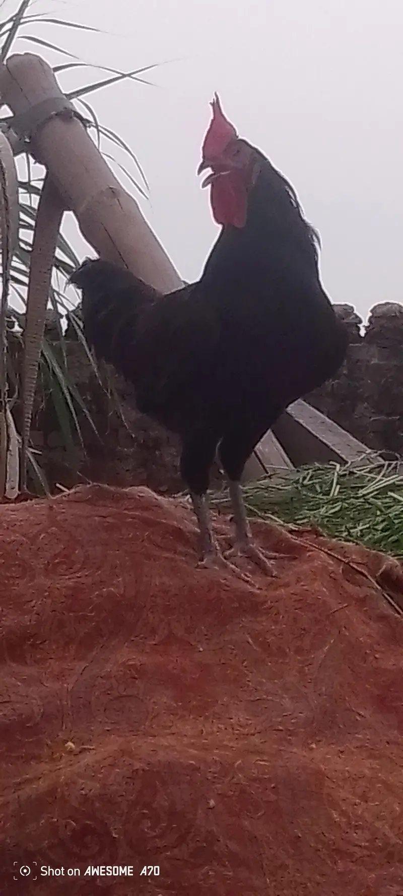 Australorp — photo 3
