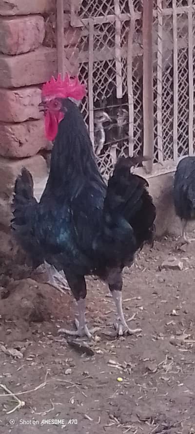 Australorp