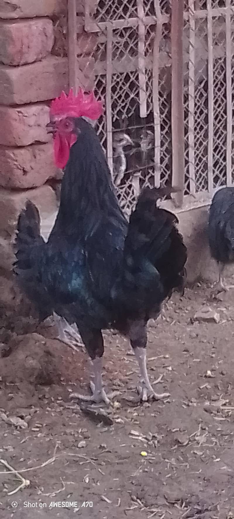 Australorp 0