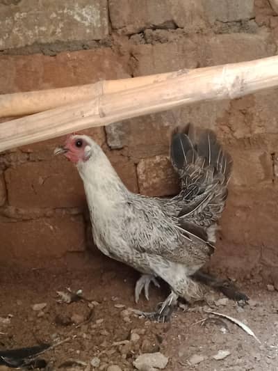 Booted bantam for sale