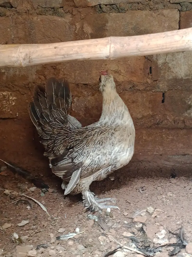 Booted bantam for sale — photo 3