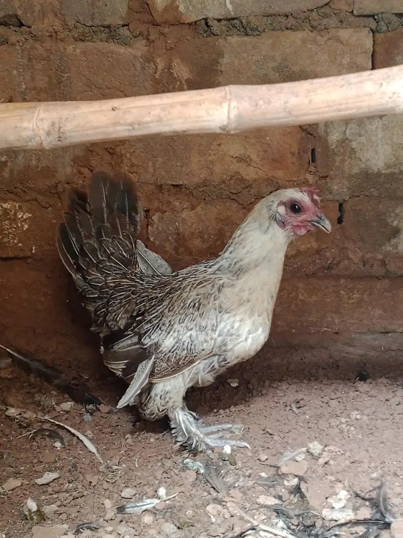 Booted bantam for sale — photo 4