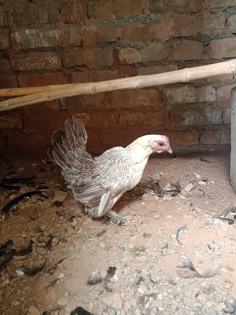 Booted bantam for sale — photo 5