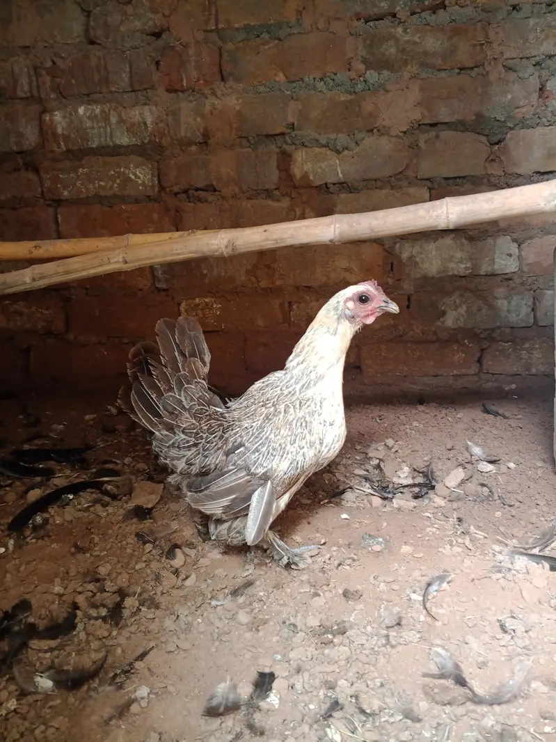 Booted bantam for sale — photo 6