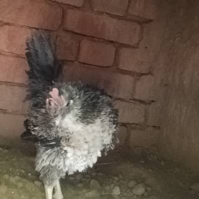 Frizzle chicken for sale rare