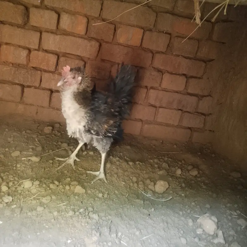 Frizzle chicken for sale rare — photo 2