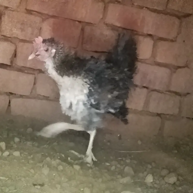 Frizzle chicken for sale rare — photo 3