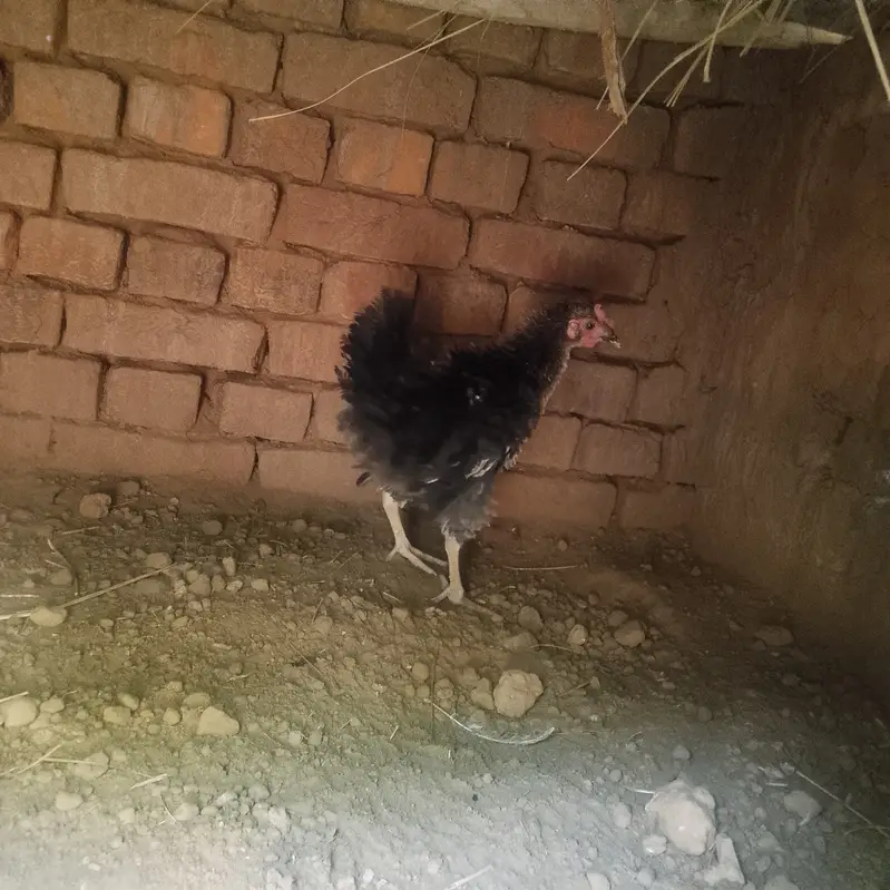 Frizzle chicken for sale rare — photo 4