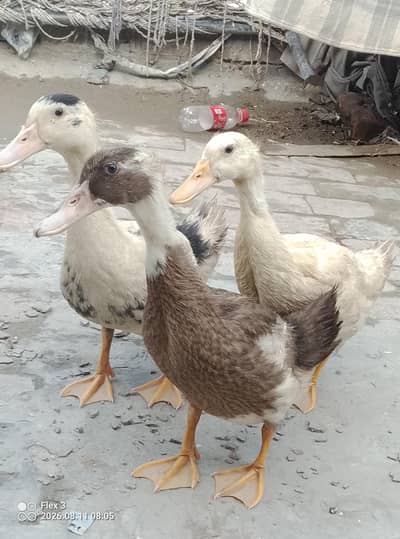 ducks sale