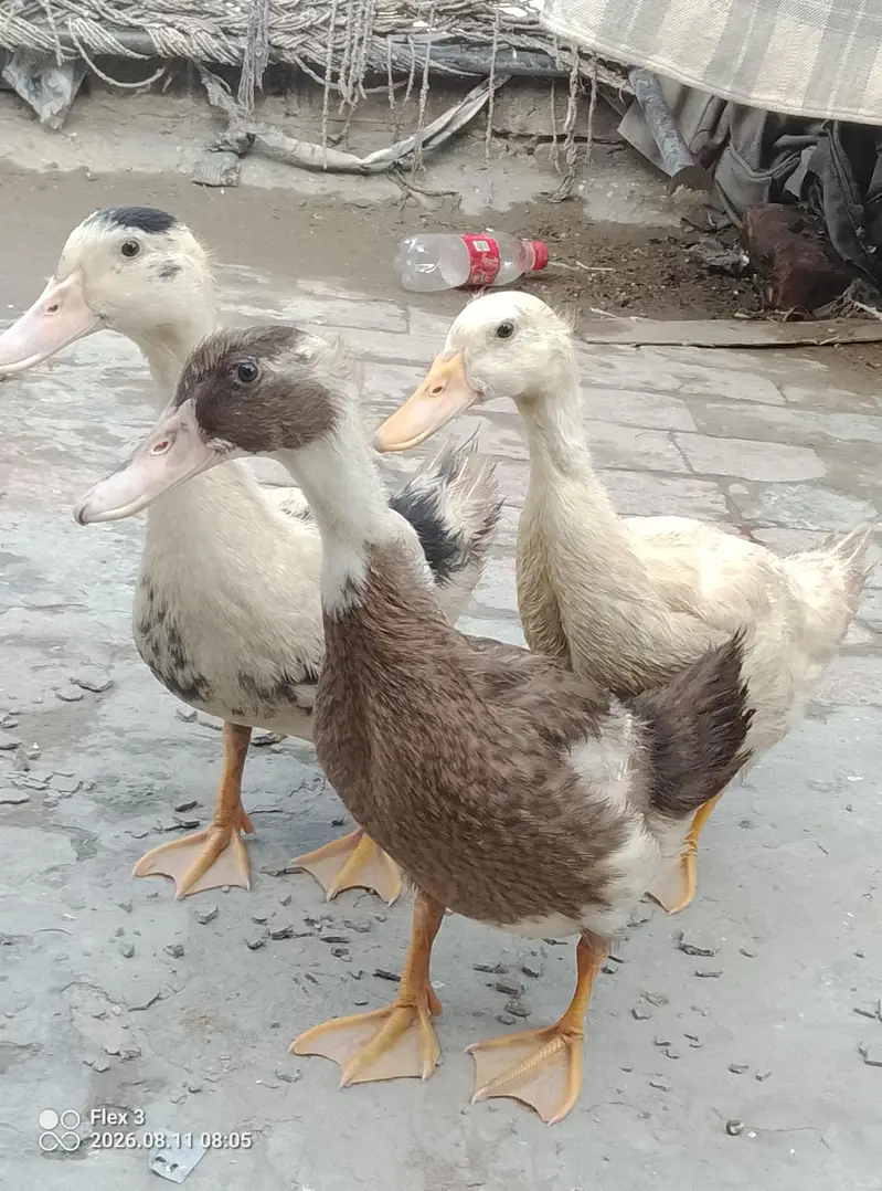 ducks sale