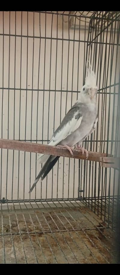 Eno V Pied Breeder Male